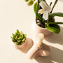 Witte orchidee en succulent Miranda in sierpotten
